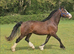 Registered Welsh Gelding &pound;1500 if sold September