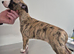 Ready to leave now 2 kc registered whippet pups