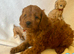 Cavapoo pups ready to leave 20th August