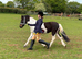 Lovely well handled 2yr gelding
