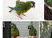 Illiger mini macaw