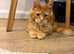 Maine Coon kittens (boys)