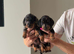 4 dachshund puppues