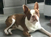 BEAUTIFUL LITTER OF 5 BOSTON TERRIERS(3 AVAILABLE)