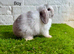 Stunning litter of Mini Lops