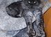 Newborn maine coon kitten