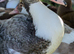 Blue Muscovy drake