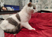 Scottish fold queen tica registered