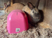 4 x rabbits and hutch