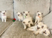 Ragdoll viewings ready to reserve