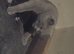 British blue cross ragdoll kittens