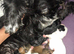 Puppys