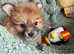 Rare healthy Shirarian puppies health checked
