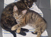 2 kittens girls