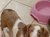 Pied miniture dashound with bright blue eyes very freindly great with children and all dogs up to date with everything pefect family dog