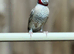 Cut throat finch