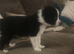 Border collie puppy
