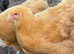 Buff Orpington girls for sale