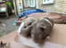 Baby guinea pigs ready now