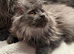 Maine Coon Girl.