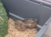 5 Chinese Painted Quail/ Button Quail