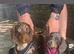 Kc reg miniature dachshund