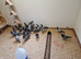 Youngest racing pigeons