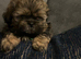 Shih Tzu puppies 2 boys ready now