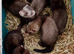 Good Standard and Half Micro litters Ready Now