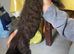 black bengal kitten -10 weeks old available now