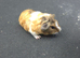 Male guinea pigs