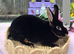 Mini rex looking for new homes.