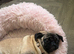 5 year old female pug for sale