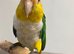 Hand tamed white bellied caique parrot