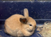 Two Gorgeous Mini Lop Babies