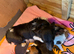 True Jack Russel puppy’s for sale