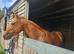 15.1 Chestnut Thoroughbred Gelding