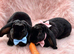 Rare Velveteen pair