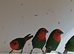 Red faced parrot finch cocks for sale