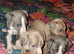 Italian Geyhound Puppies
