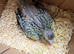 Rare Pearl super tame cockatiel