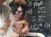 Boxer pups last 2 female left