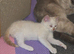 Adorable new kittens ready to home