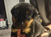 Rottweiler pups