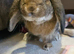Gian French Lop x Neddie Auguti young entire male