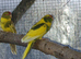 4 beautiful kakariki chicks ready from 12 June &pound;60 each