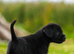 Working line Giant schnauzer puppies