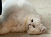 GCCF Active British Shorthair Adult Cats
