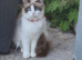 Ragdoll kittens