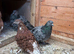 2 pairs of fancy frillback pigeons
